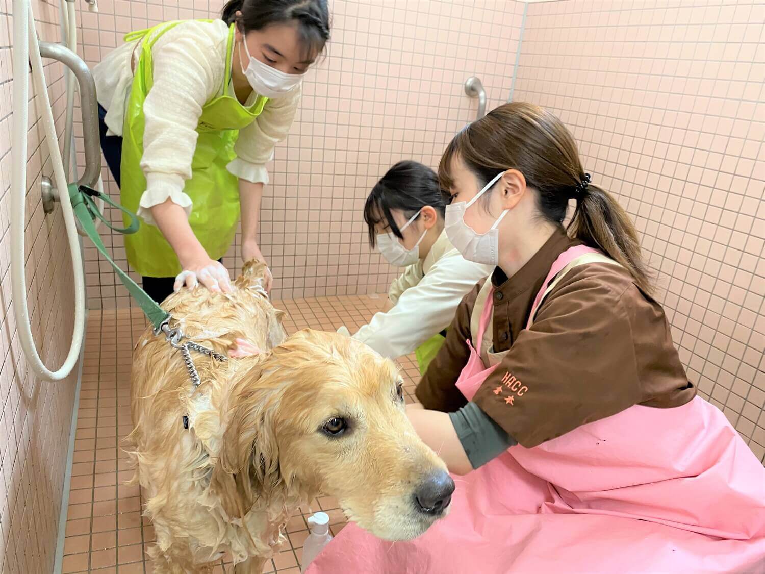 飼育犬を使ってシャンプー体験する様子。トリマーの仕事を実際に体験できます。