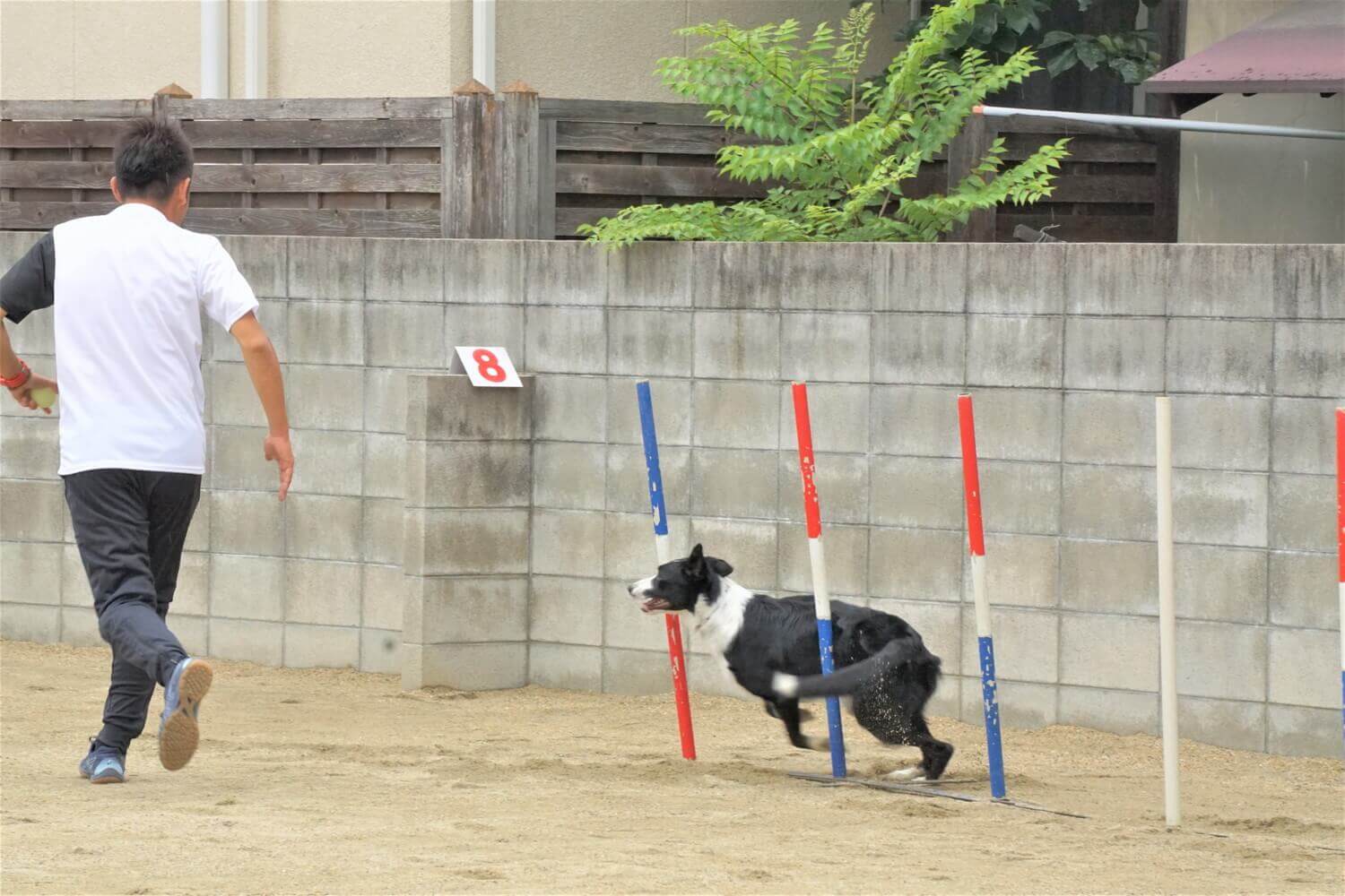 アジリティーを目で見ると迫力が違います。犬を自在に走らせる様子を見て拍手が起こります。