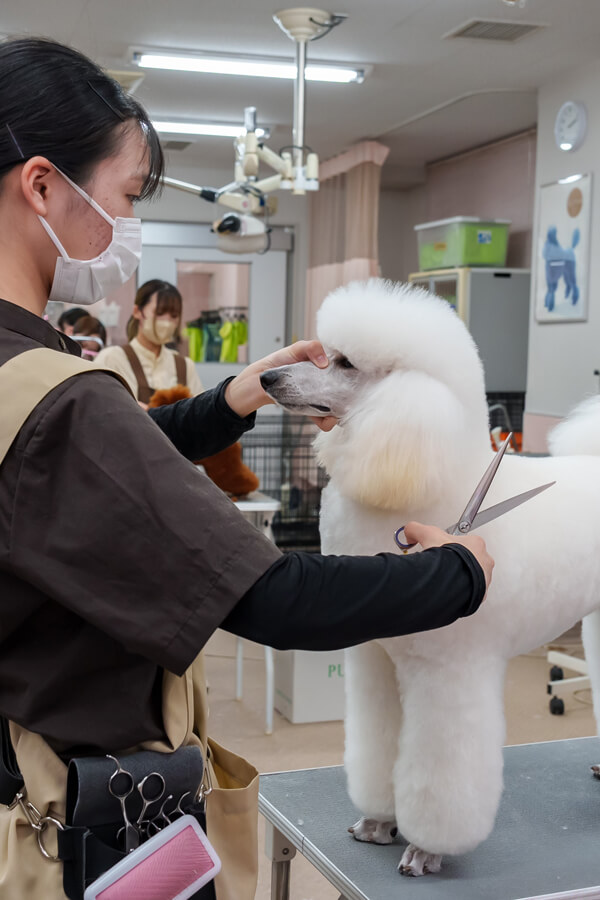 ANIMAL CARE COLLEGE 好きを未来に ここは動物好きな人たちのための学校です