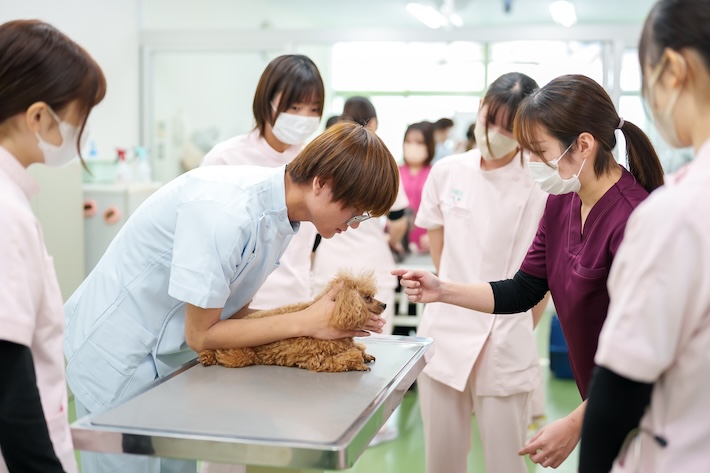 動物看護コースの写真