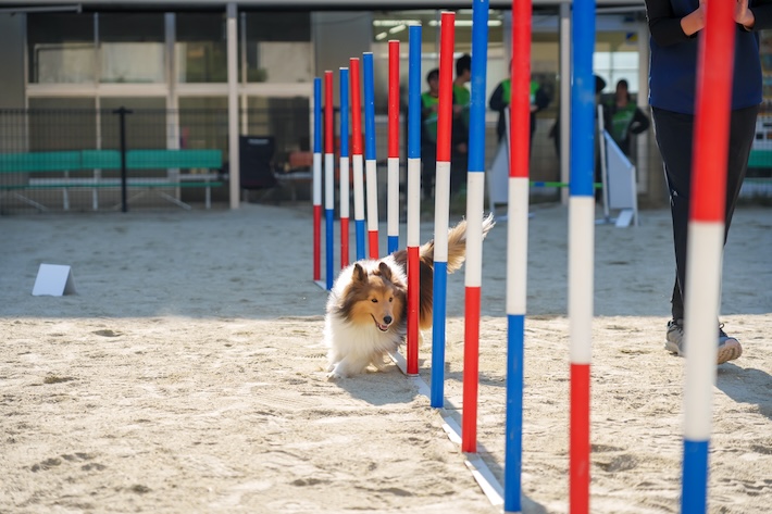ドッグトレーニングコースの写真