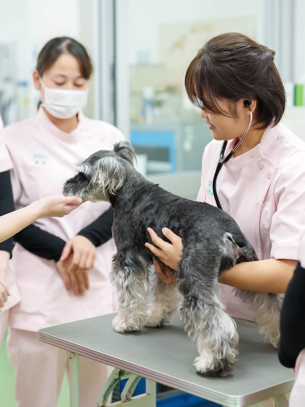 ANIMAL CARE COLLEGE 好きを未来に ここは動物好きな人たちのための学校です