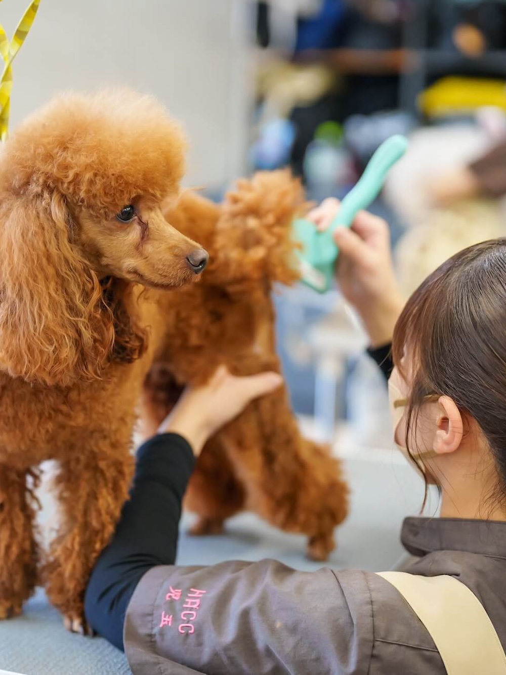 ANIMAL CARE COLLEGE 好きを未来に ここは動物好きな人たちのための学校です