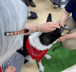 動物ふれあい活動の写真