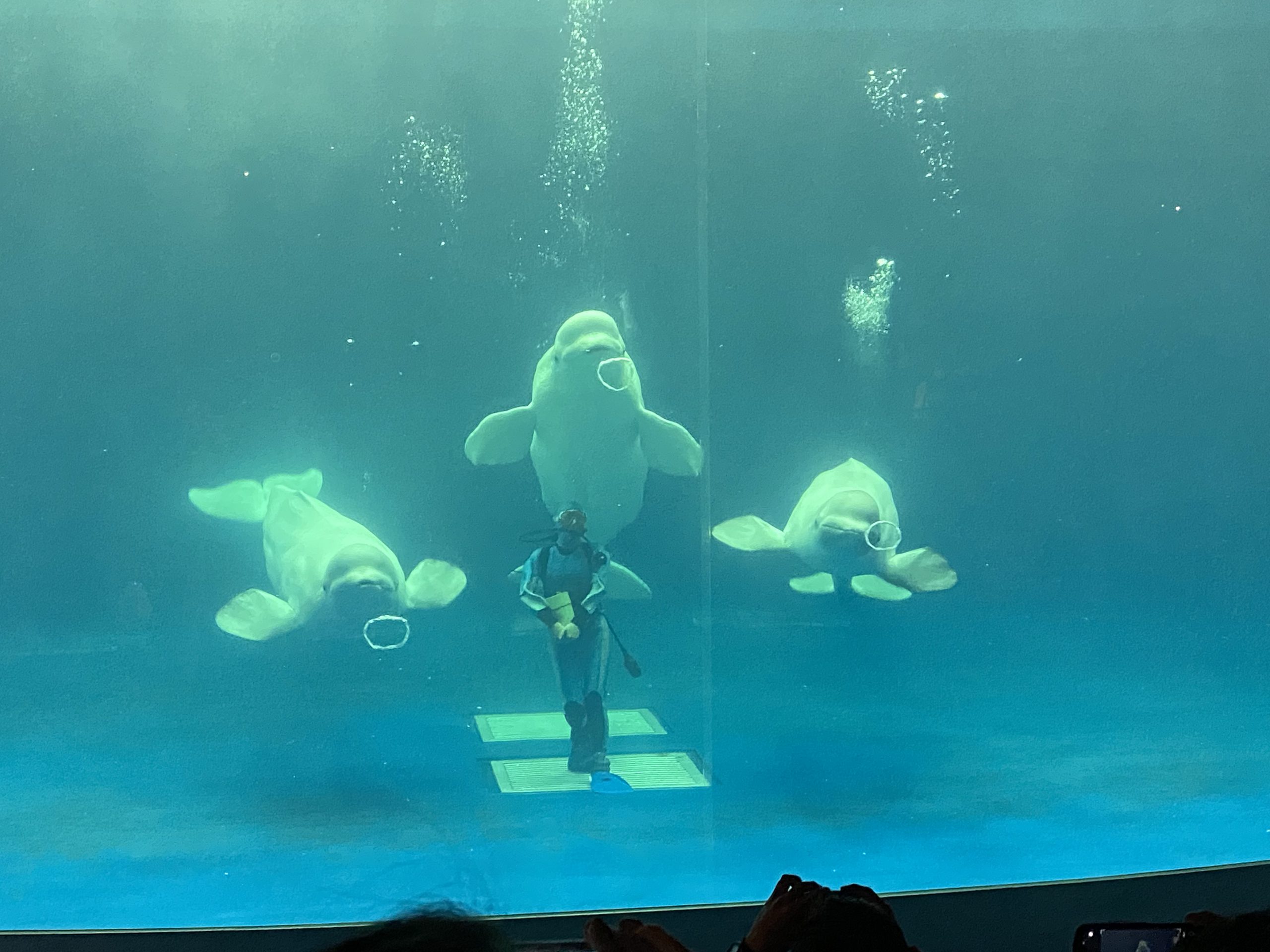 しまね海洋館アクアス研修🐬