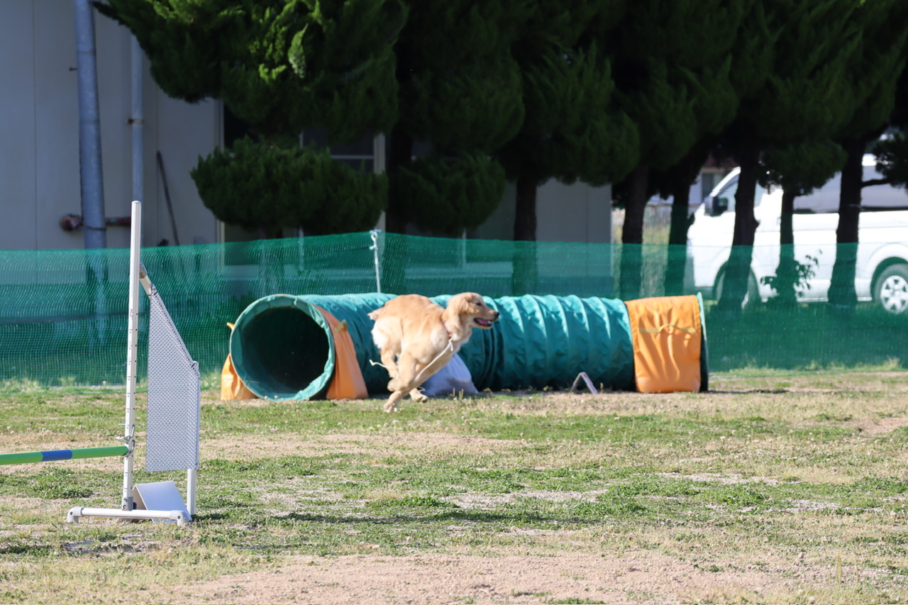 お勉強１年目の飼育犬